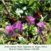 erebia aethiops daghestan male 2